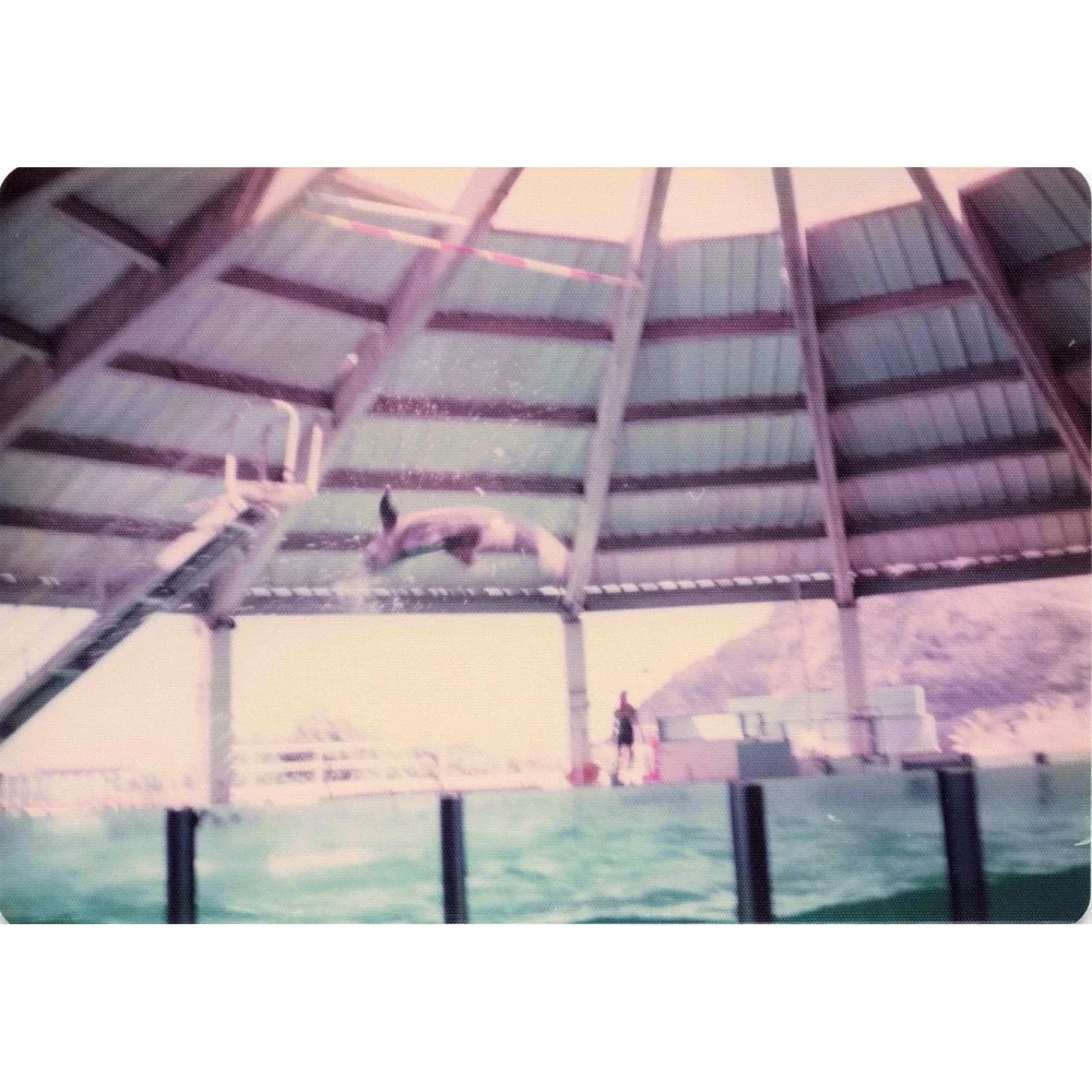 Vintage 1970s Sea Life Park Hawaii Dolphin Seal Show Lot of 6 Photos 3.5x5 - Picture 4 of 6